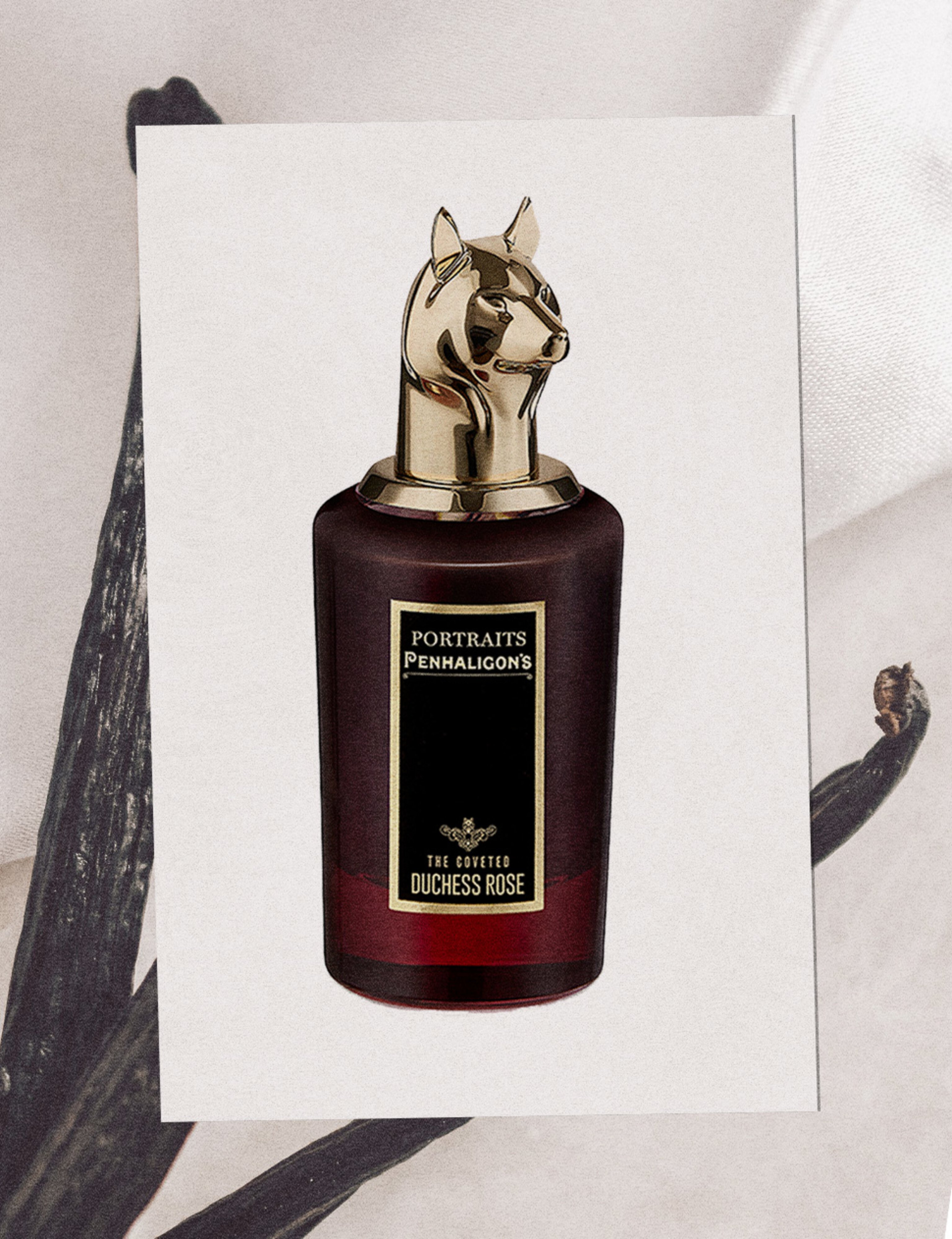 The Coveted Duchess Rose